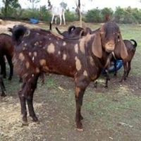 Shreedhar Modi
