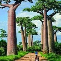 陈成良