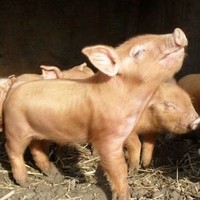 Harley Farms Natural Farming