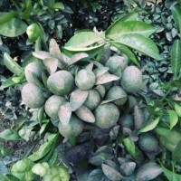 Abdessamad Elkaddouri