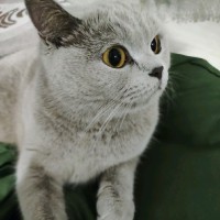 Zeynep Zurnacı