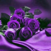 Limia Sudani khalfalla