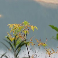Albert Yau