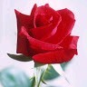 Suman Verma
