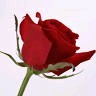 Satbir Pundir