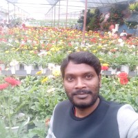 Srinivas Thangallapally