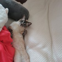 Skye l
