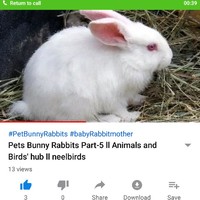Animals And Birds Hub