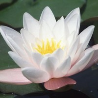 이정은