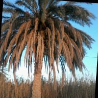Alayat Mofida Saoucen