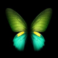 Rob ( Rob Butler ) Recruiter