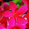 Sridhara Yc