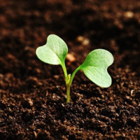 Organic Fertilizers Ke.