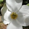 Lucy Blue