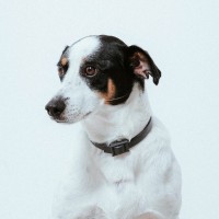 Coco The Border Jack