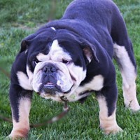 Bunker Hill Bullies