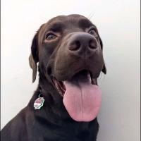 Buddy Mcbudbud
