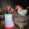 Perfect Agri Industries