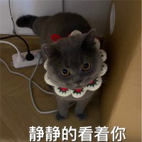 朱水豪