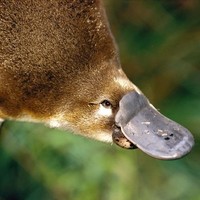 Joe Platypi