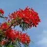 Delonix Regia