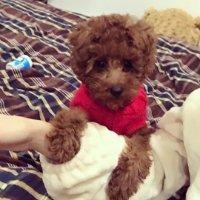 姜延辉