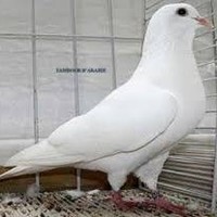 ZARA ISSA ABDOU
