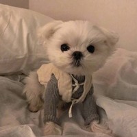 李惺惺