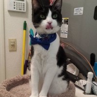 Oswald Cobblepot Jr