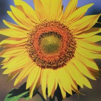 Elaine Maitz