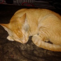 futra sulung