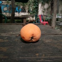 任丹萍