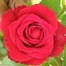 SREEKANTH REDDY