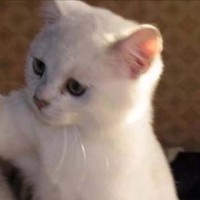 杨福兴
