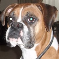 Boxer Pero
