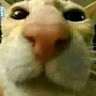 D G.