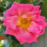 Nancy M. Thompson