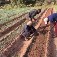 Sheikh Tijan Jallow ~The Urban Gardener.