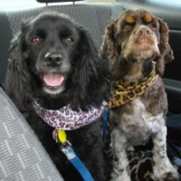 Claws and Paws Pet Parlor