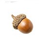 A Acorn