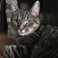 Benedict Kumberkitty