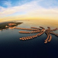 Golden Palmtree Premium Club
