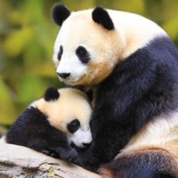 Ted Cai