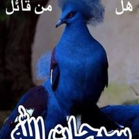 Mamdoh Hassn