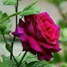Sandeep Songara