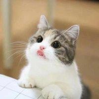 庄慧敏