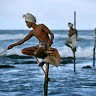 Naresh P