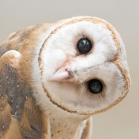 Owly Owlerson
