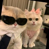 손수현