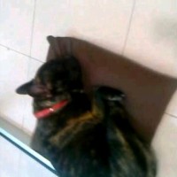 Carlos Garcia Campillo